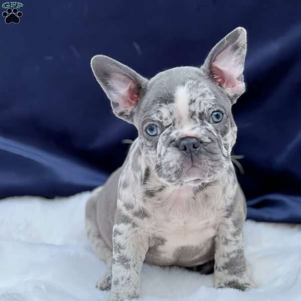 Oreo, French Bulldog Puppy